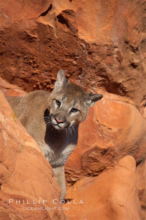 Mountain Lion Puma Concolor 12280 Natural History Photography