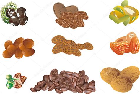Set Of Isolated Nuts — Stock Vector © Drpas 12358266