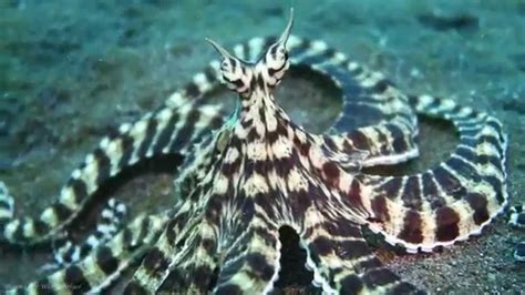 Live Footage Of Mimic Octopus Hd Youtube
