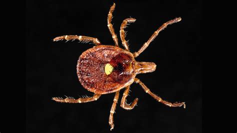 The Lone Star Tick May Be Spreading A New Disease Shots Health News