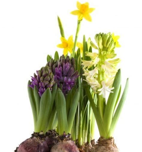 Beat The Winter Blues Start Indoor Bulbs For Showy Spring