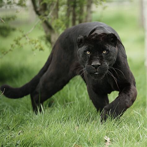 Taken At The Whf In Kent Black Jaguar Animals Animals Wild