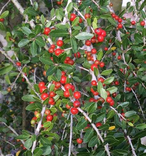 Red Berries For Holiday Decorations Ufifas Extension Orange County