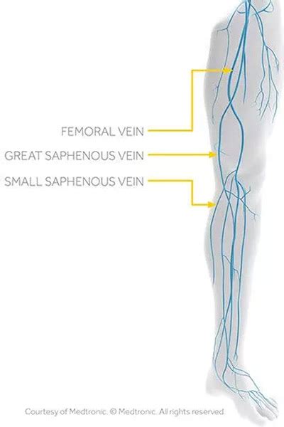 Great And Small Saphenous Veins Vegas Valley Vein Institute