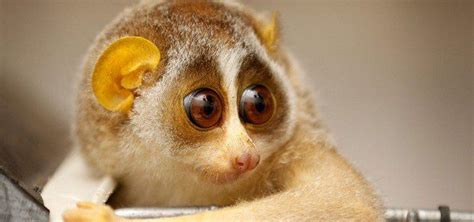 20 Funny Animal With Big Eyes Looking So Cute Slow Loris