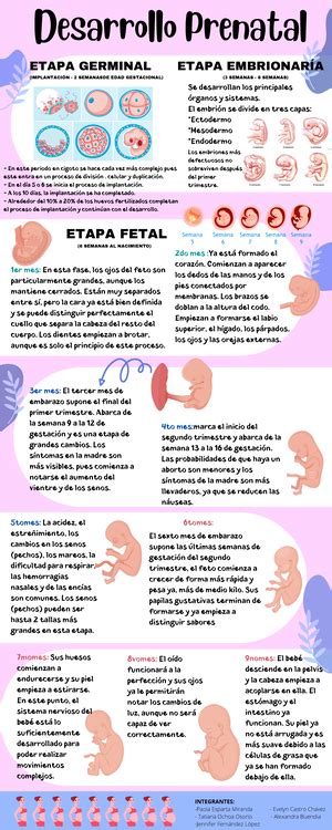 Infografia Desarrollo Embrionario Desarrollo Del Embarazo Etapas De