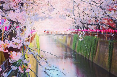 Tempat Terbaik Menikmati Musim Semi Di Jepang Spesialist Trip Ke