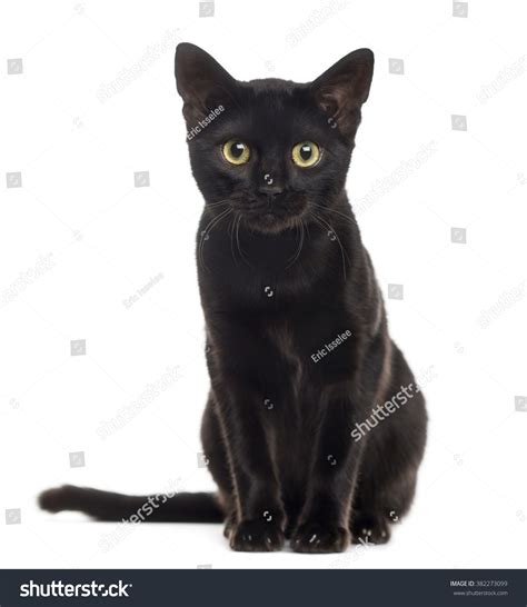 575980 Black Cats Stock Photos Images And Photography Shutterstock