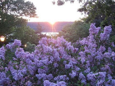 The Year Of Whitman Text Discussion 12 When Lilacs Last In The