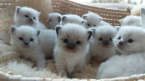 Your Heart Will Melt 20 Day Old Kittens Fluffy Youtube