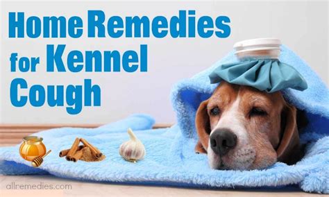 23 Useful Home Remedies For Kennel Cough In Dogs And Cats