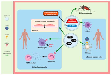 Viruses Free Full Text The Regulation Of Flavivirus Infection By