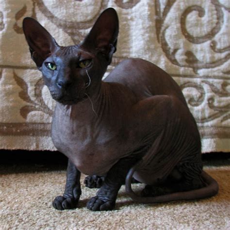 Sphynx Cat Black Sphynx Cat Black Hairless Cat Dwelf Cat Raven Art