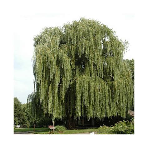Niobe Golden Weeping Willow Tree Salix Alba Tristis