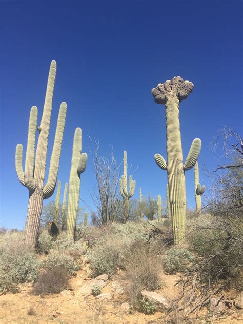 Saguaro National Park Cacti