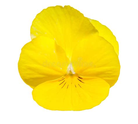 Viola Yellow Pansy Flower Isolated On White Stock Image Image Of