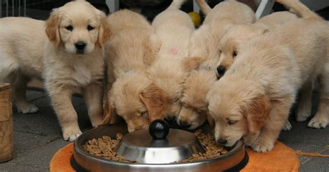 The Golden Retriever Puppy Timeline 11 Milestones And Stages Golden