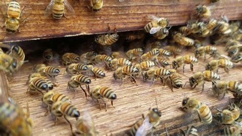 Honey Bee Behavior Fanning Youtube