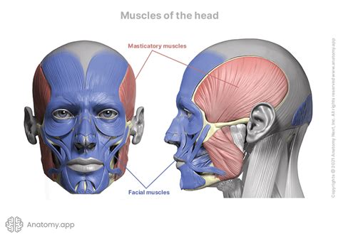 Head Muscles Encyclopedia Anatomyapp Learn Anatomy 3d Models