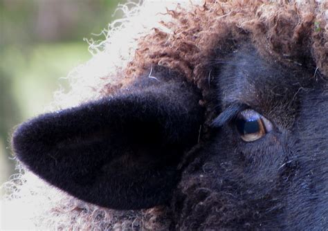 365 Days At Wyndson Farm I Spy A Weird Sheep Eye