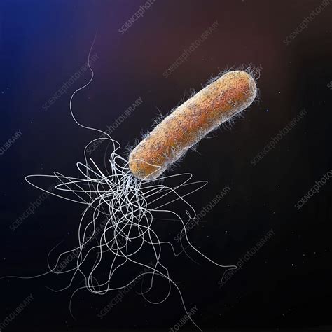 Pseudomonas Aeruginosa Bacterium Illustration Stock Image F027