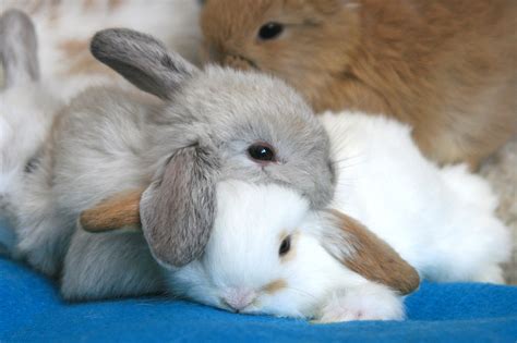 A Snuggle Of Cuddly Bunnies Pet Bunny Pretty Animals Bunny Rabbits