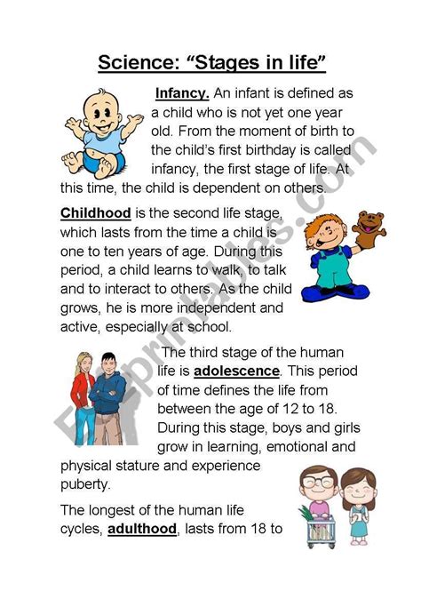 Stages In Life Life Cycle Of Humans Esl Worksheet By Majess Human