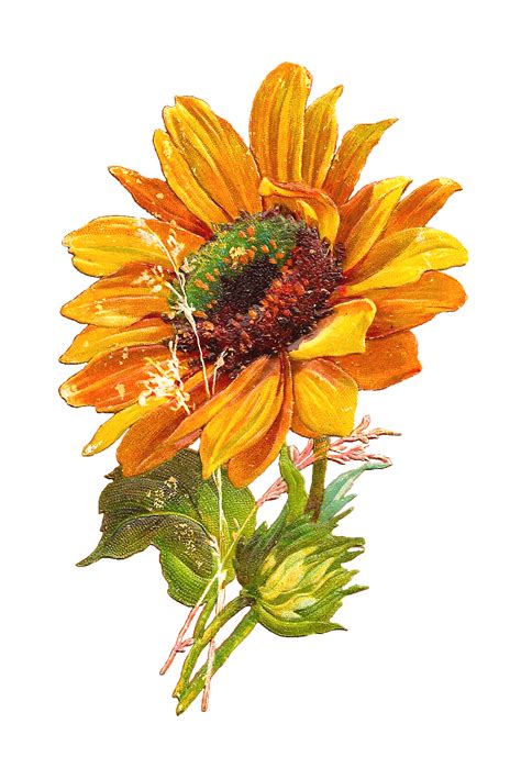 Antique Images Free Flower Graphic Sunflower Clip Art Of