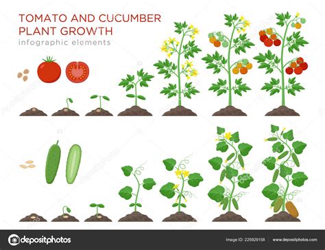 Tomato And Cucumber Plants Growth Stages Infographic Elements In Flat