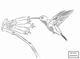 Hummingbird Hummingbirds Flower Getdrawings Drawing Step Birds Coloring sketch template