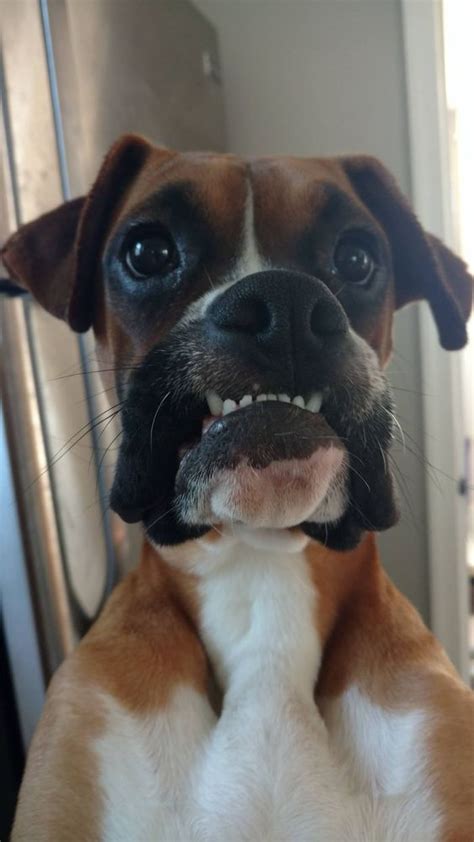 Top 17 Funniest Smiling Boxer Dogs Ever The Paws