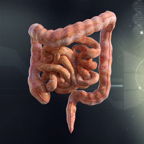 Human Small And Large Intestines Anatomy 3d Model Cgtrader