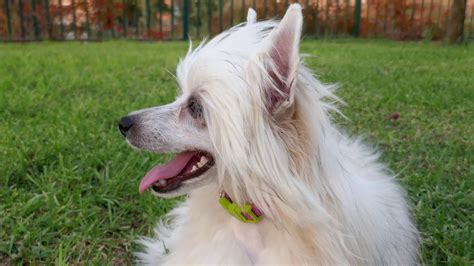 Maybe you would like to learn more about one of these? Chinese Crested Powder Puff dog - YouTube