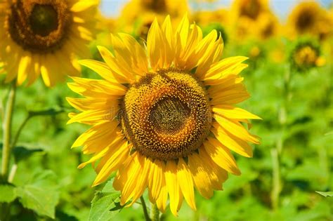 Sunflower Field Summer Landscape Stock Photo Image Of Nature