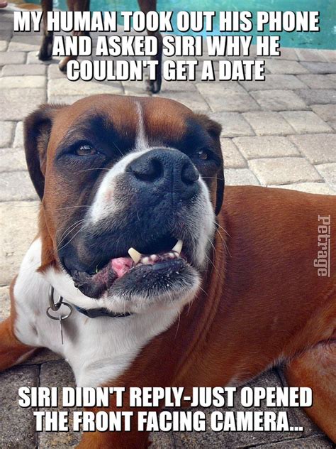 Sarcastic Boxer Dog Meme Boxer Dogs Dog Memes Dogs