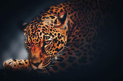 Wallpaper Background Jaguar Wildlife Animal Leopard Nature