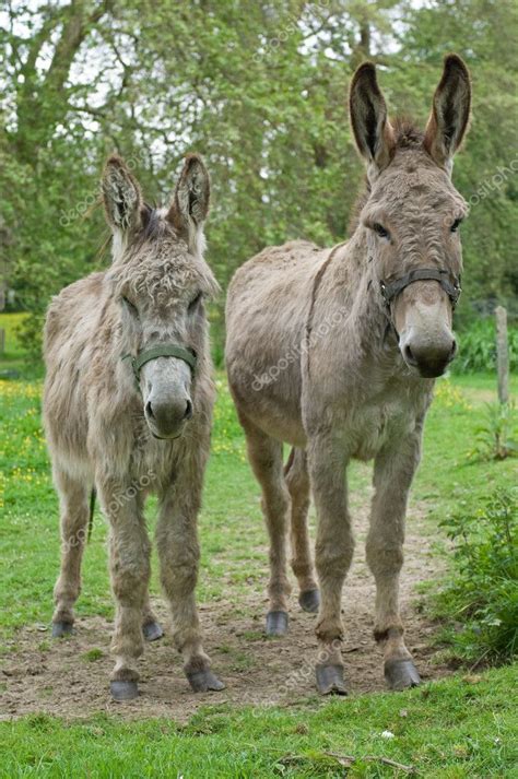 Two Donkeys — Stock Photo © Pixpack 4098706