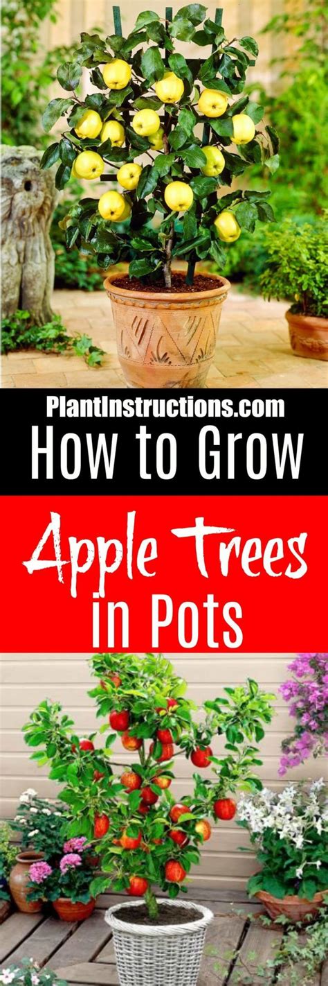 How To Grow Apple Trees In Pots Potted Trees Apple Tree Gardening
