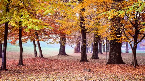 2560x1440 Autumn Park Trees 1440p Resolution Wallpaper