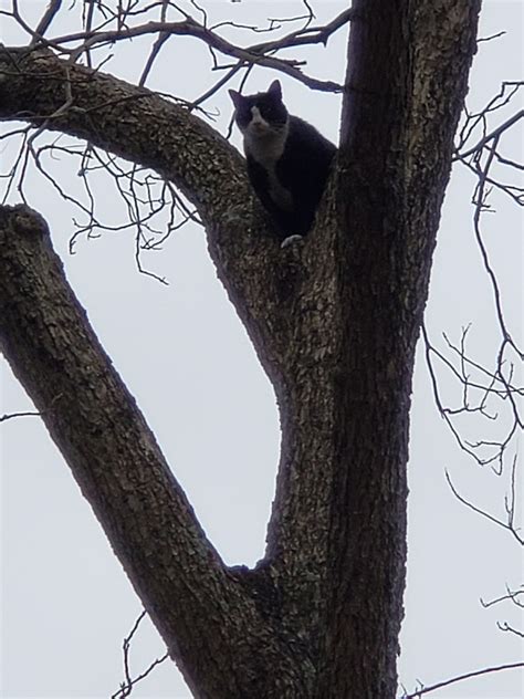 Firefighters Rescue Cat Stuck In Tree After Fire Destroys Florence Co