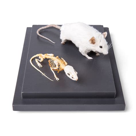 Mouse Skeleton and Stuffed Mouse - 1002565 - T31001 - Rodents (Rodentia