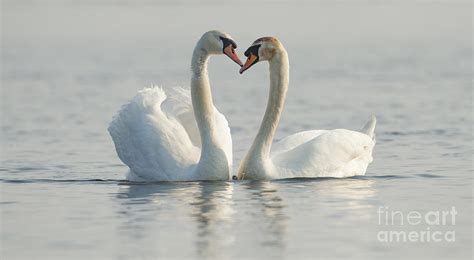 Two Mute Swans In Love Photograph By Kirk Norbury