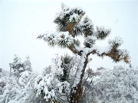 Free Images Landscape Nature Wilderness Branch Snow Winter