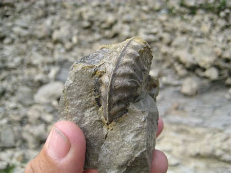 You don't want to one hit in this industry, but rather look for a long term good internal and external relationship. North Texas Fossils - Fort Worth Limestone