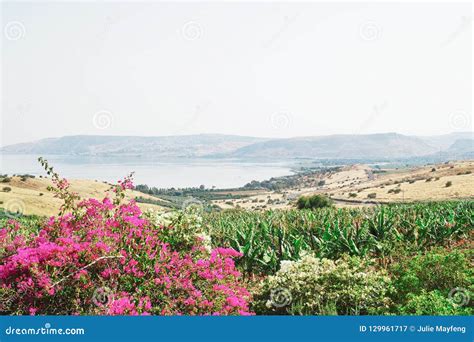Looking Over The South End Of The Sea Of Galilee Israel Stock Image