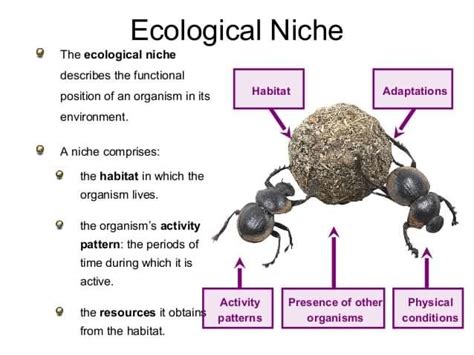 Habitat Environment And Ecological Niche Researchgate