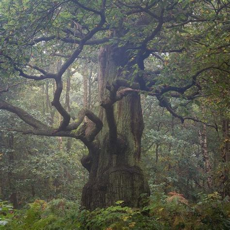 Were Kicking Off Our Friyay With This Magical Shot Of Sherwood Forest