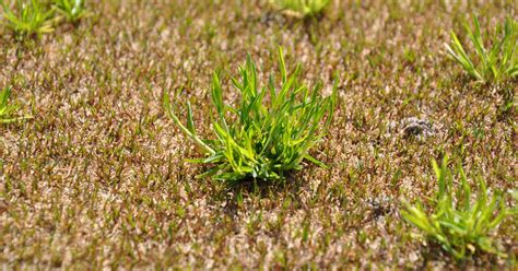 How To Control Poa Annua And Properly Manage Herbicide Resistance