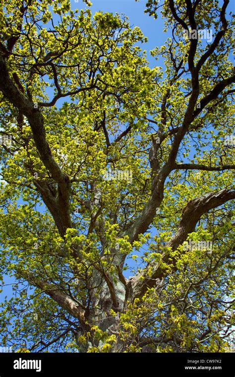 Oak Tree Quercus Robur Newly Emerging Leaves Spring Cornwall Uk