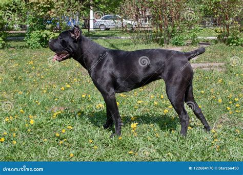 45 Italian Mastiff Dog L2sanpiero